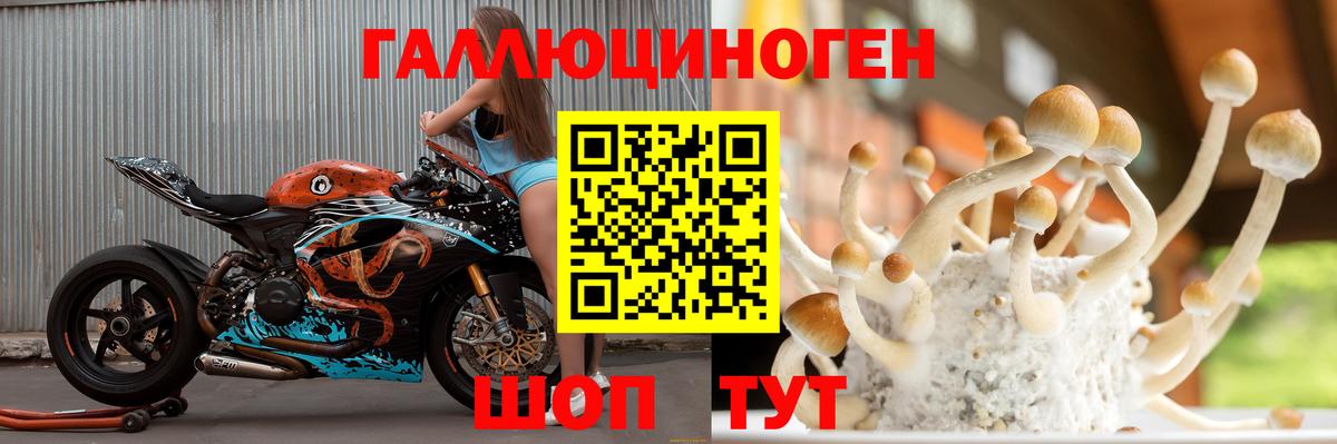 купить наркоту  Вход с VPN  Королёв  Псилоцибиновые грибы GOLDEN TEACHER 