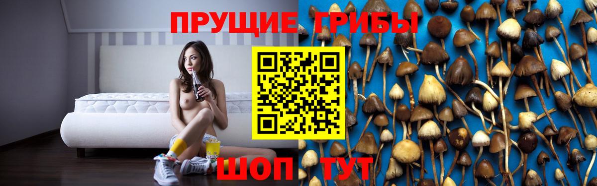 Псилоцибиновые грибы Psilocybine cubensis Королёв